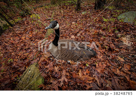 Goose laying eggs in the nest 38248765