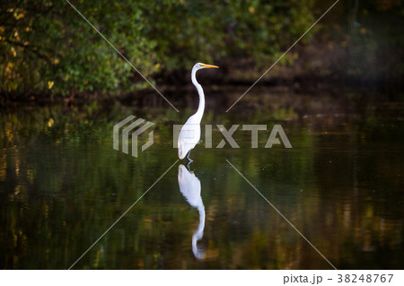 White heron 38248767