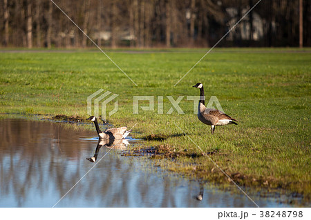 two goose on the water 38248798