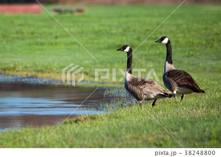two goose on the water 38248800