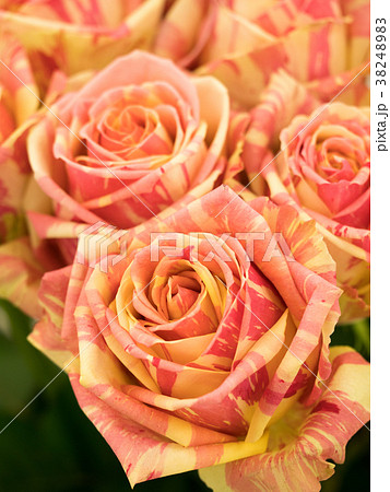 バラの花 38248983
