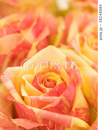 バラの花 38248984