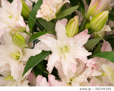 ユリの花 ユリの花 38249189