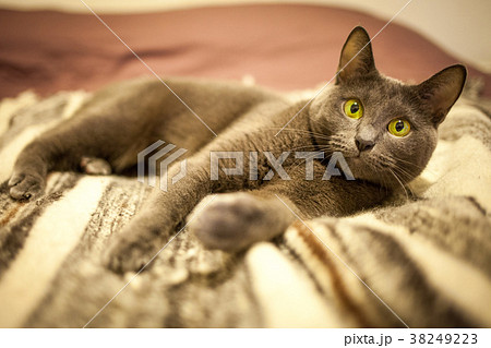 Russian blue cute cat Russian blue cute cat 38249223