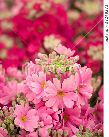 プリムラの花 プリムラの花 38249273