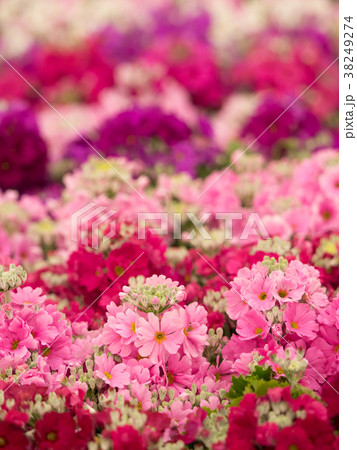 プリムラの花 プリムラの花 38249274
