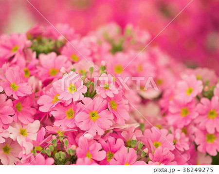 プリムラの花 プリムラの花 38249275