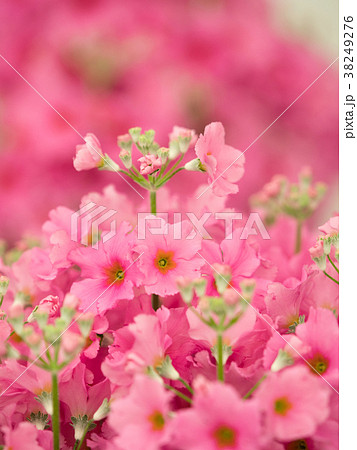 プリムラの花 プリムラの花 38249276