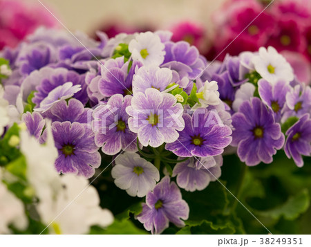プリムラの花 プリムラの花 38249351