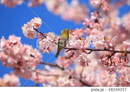 河津桜とメジロ 38249357