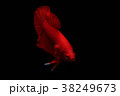 Betta fish, red siamese fighting fish  38249673
