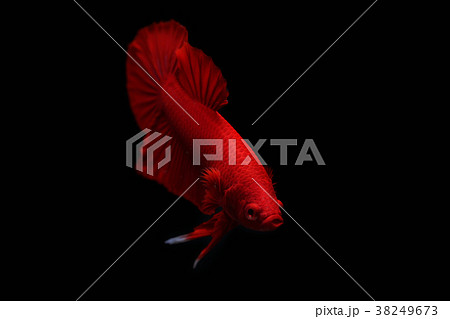 Betta fish, red siamese fighting fish  38249673