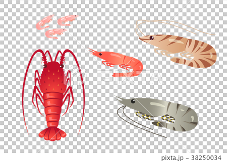 Shrimp 38250034