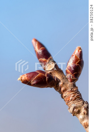 冬芽 38250124