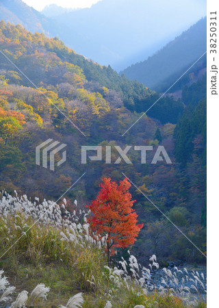 紅葉とススキの祖谷（徳島県三好市東祖谷）（タテ） 38250311