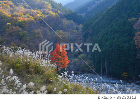 紅葉とススキの祖谷（徳島県三好市東祖谷）（ヨコ） 38250312