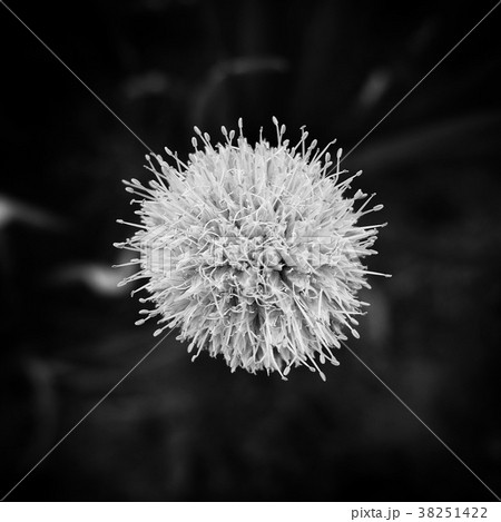 玉ねぎの花の写真素材