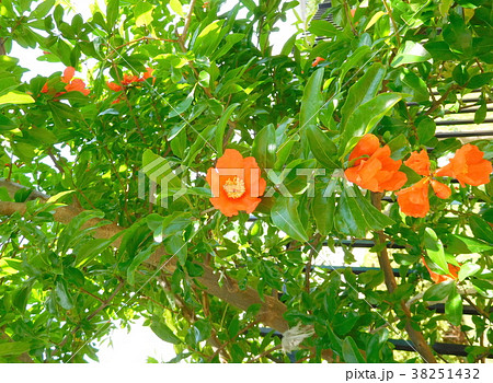 ザクロの花 38251432