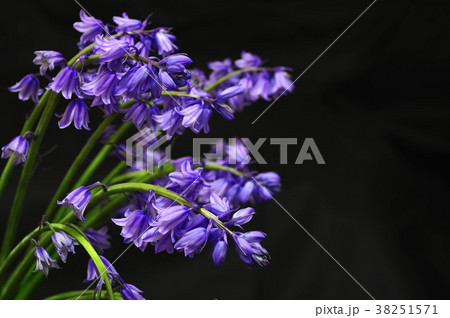 青紫色のシラーカンパニュラータ（黒バック） 38251571