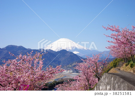 松田山からの河津桜と富士山 38251581
