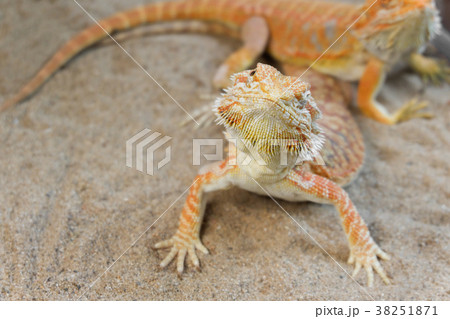 Pogona or Bearded dragon on sand 38251871