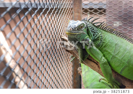 A iguana or green iguana in a cage 38251873