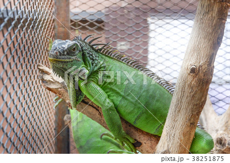 A iguana or green iguana in a cage A iguana or green iguana in a cage 38251875