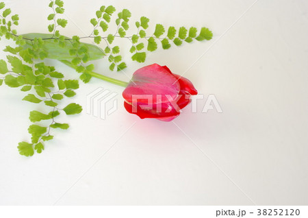 赤いチューリップとアジアンタム 38252120