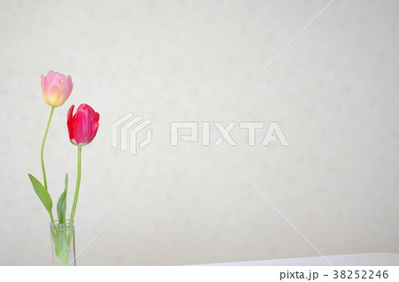 ピンクと赤のチューリップ ピンクと赤のチューリップ 38252246