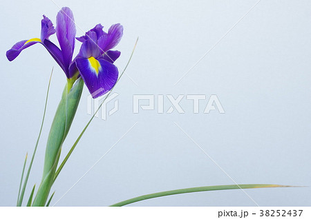 青紫色の球根アイリス 38252437