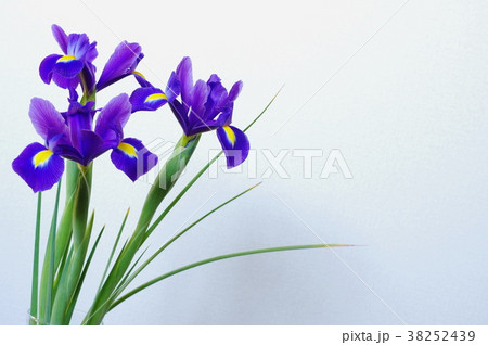 青紫色の球根アイリスの写真素材 38252439 Pixta
