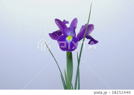 青紫色の球根アイリス 38252440