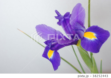 青紫色の球根アイリス 38252443