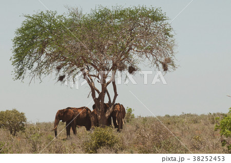 elephant family in Tsavo national Park Kenya 38252453