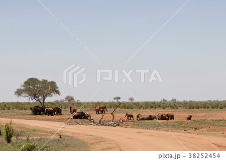 elephant family in Tsavo national Park Kenya 38252454