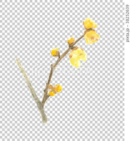 Japanese allspice Japanese allspice [Hand-painted watercolor] White background Transparent background Copy space 38252639
