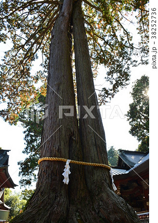 夫婦桧 夫婦桧 38252736