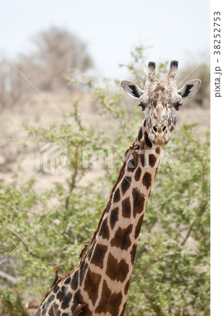 giraffe in tsavo east national park, kenya 38252753