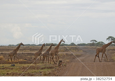 giraffes in tsavo east national park, kenya 38252754