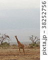 giraffe in tsavo east national park, kenya 38252756