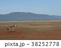 zebra in tsavo east national park, kenya 38252778