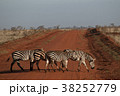 zebras in tsavo east national park, kenya 38252779