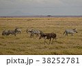 zebras in amboseli national park, kenya 38252781