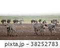 zebras in amboseli national park, kenya 38252783