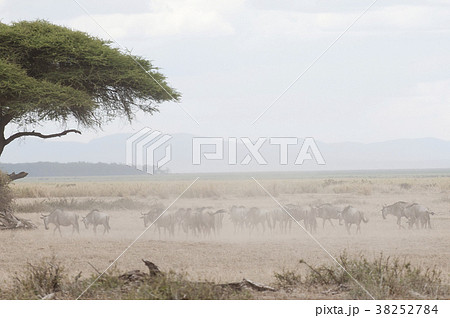zebras in amboseli national park, kenya 38252784