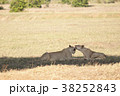 two lions in tsavo west national park, kenya 38252843