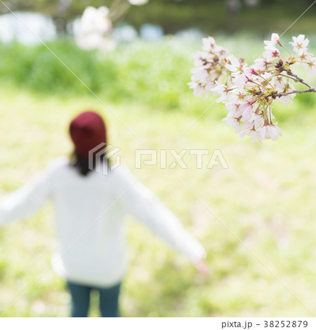 春 桜 春 桜 38252879