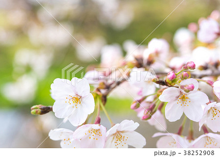 さくら つぼみ そして はなびら さくら つぼみ そして はなびら 38252908