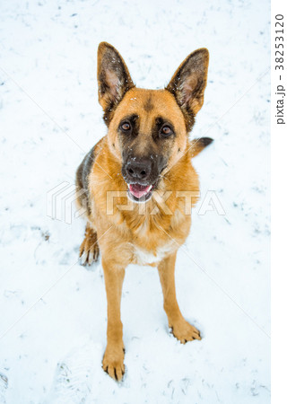 Happy shepherd dog looking at camera Happy shepherd dog looking at camera 38253120