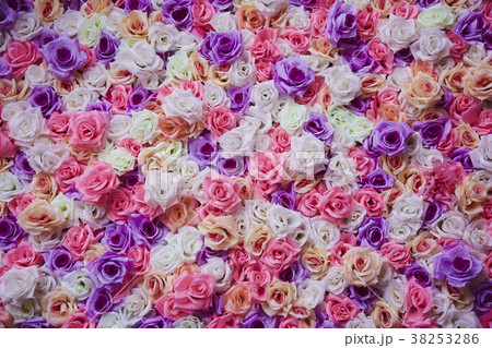Roses wall background 38253286